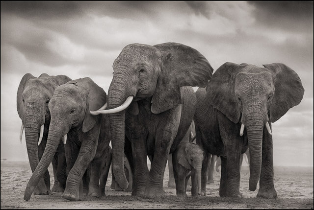 Fotógrafos Europeos de naturalez: Nick Brandt Elefantes en Blanco y Negro