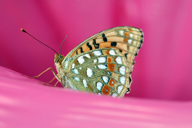 La captación de color para las mariposas está mucho más desarrollado que para el ser humano